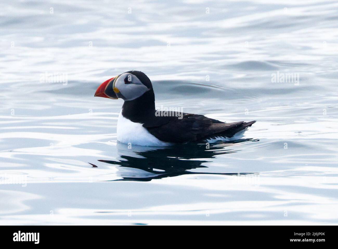 A puffin is seen in the water off the island of Annet, in the Isles of Scilly, Britain, May 2, 2022. REUTERS/Tom Nicholson Stock Photo