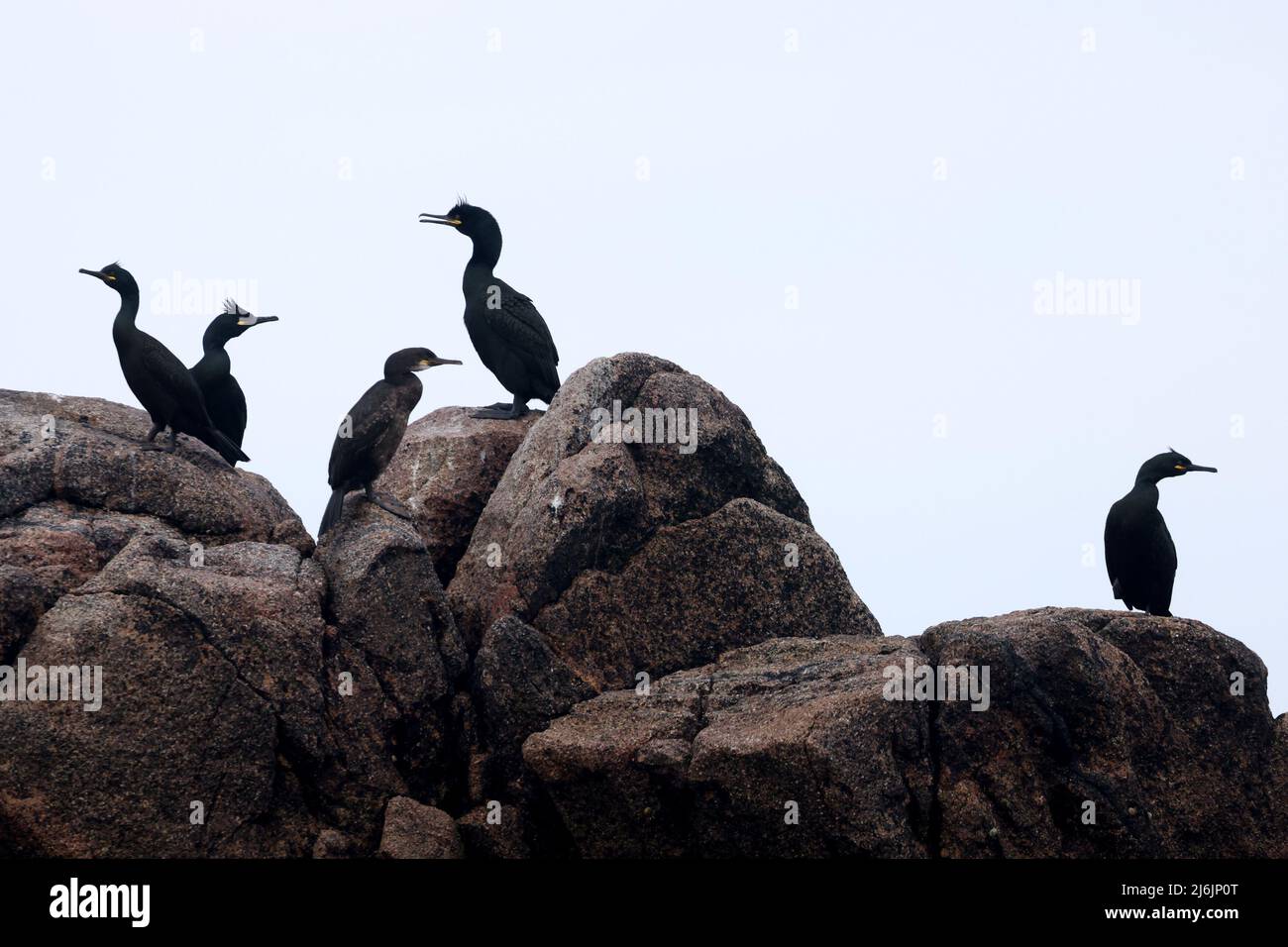 Shags are seen on a rock off the island of Annet, in the Isles of Scilly, Britain, May 2, 2022. REUTERS/Tom Nicholson Stock Photo