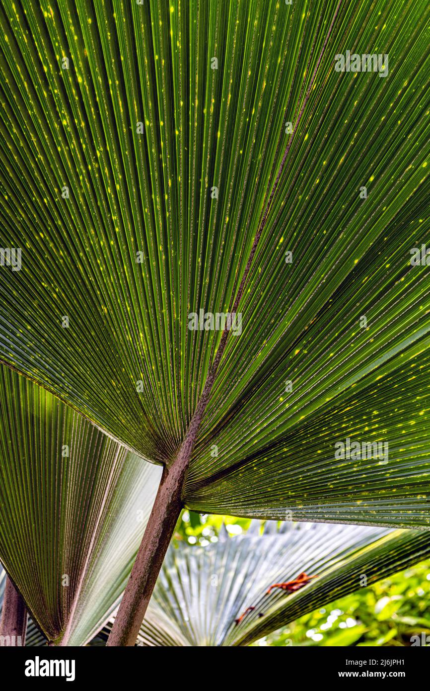 Fan shaped green palm leaf Stock Photo