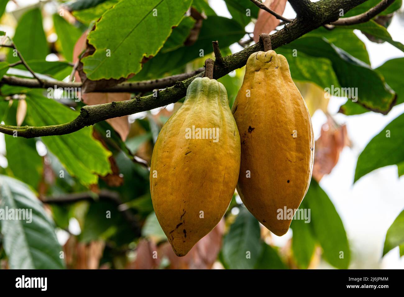 Chocolate nut tree fruit Theobroma Cacao Stock Photo
