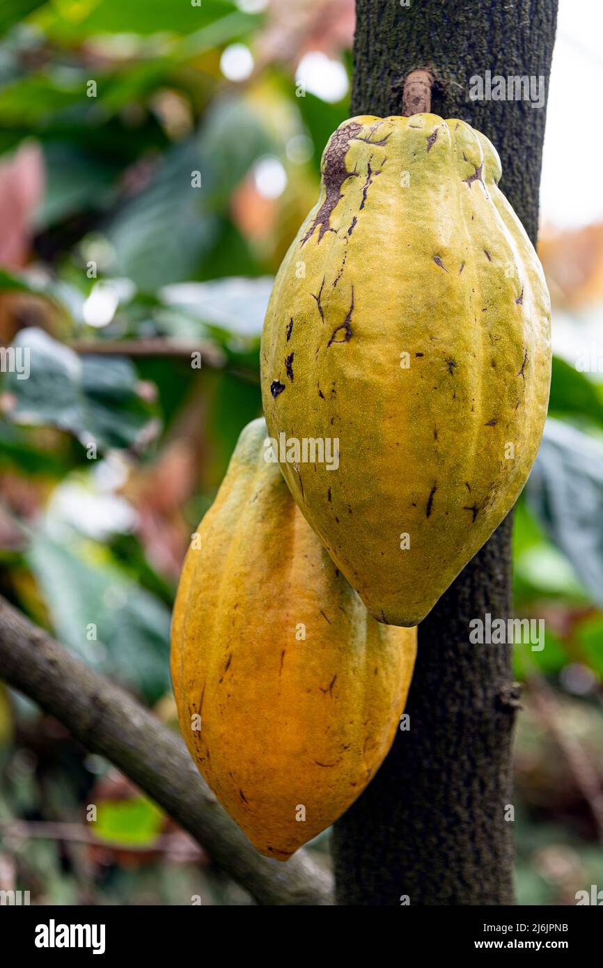 Chocolate nut tree fruit Theobroma Cacao Stock Photo Alamy