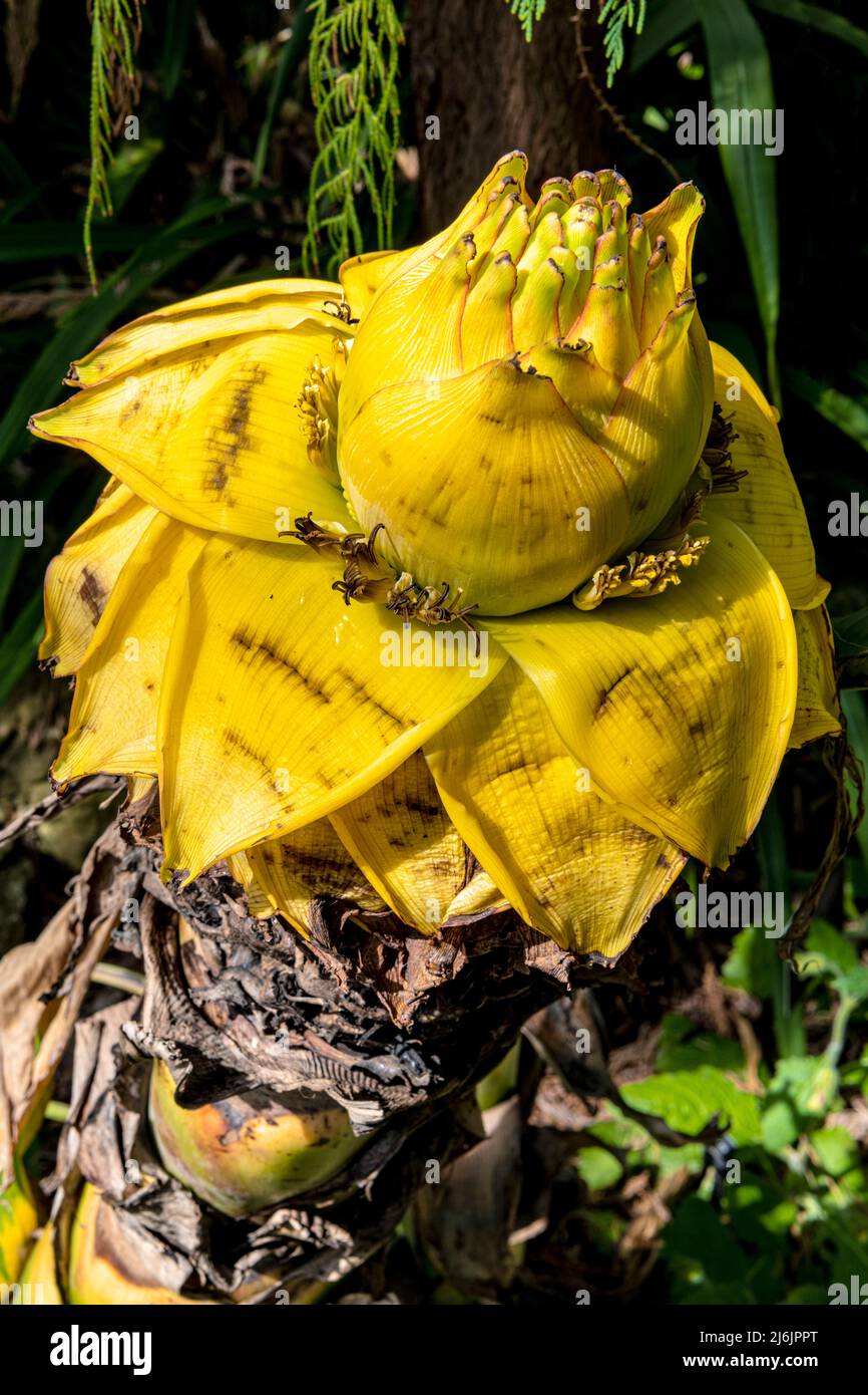 Lotus banana flower Stock Photo