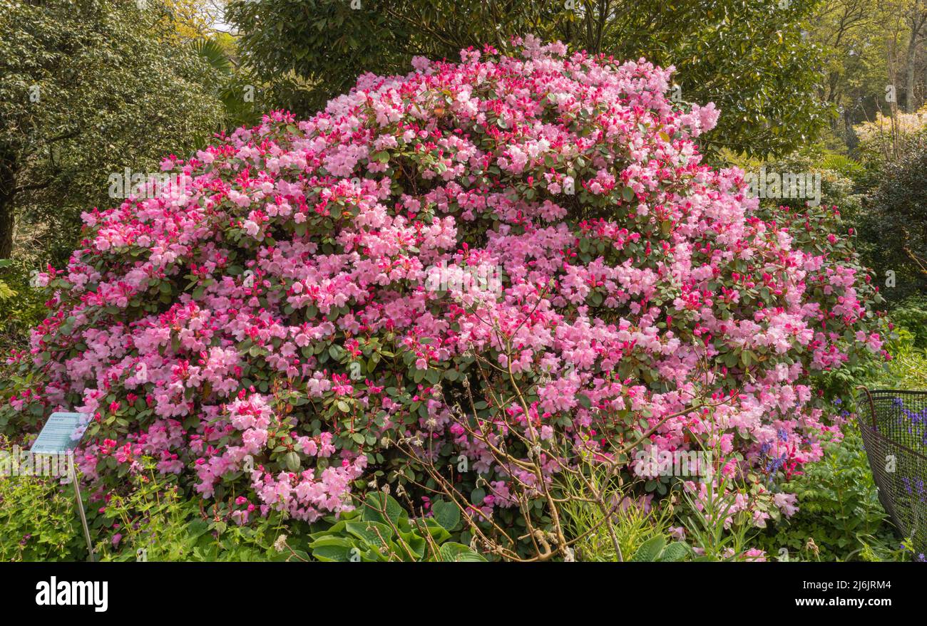 Rhododendron bow bells, a dwarf shrub producing a mass of pink white flowers Stock Photo