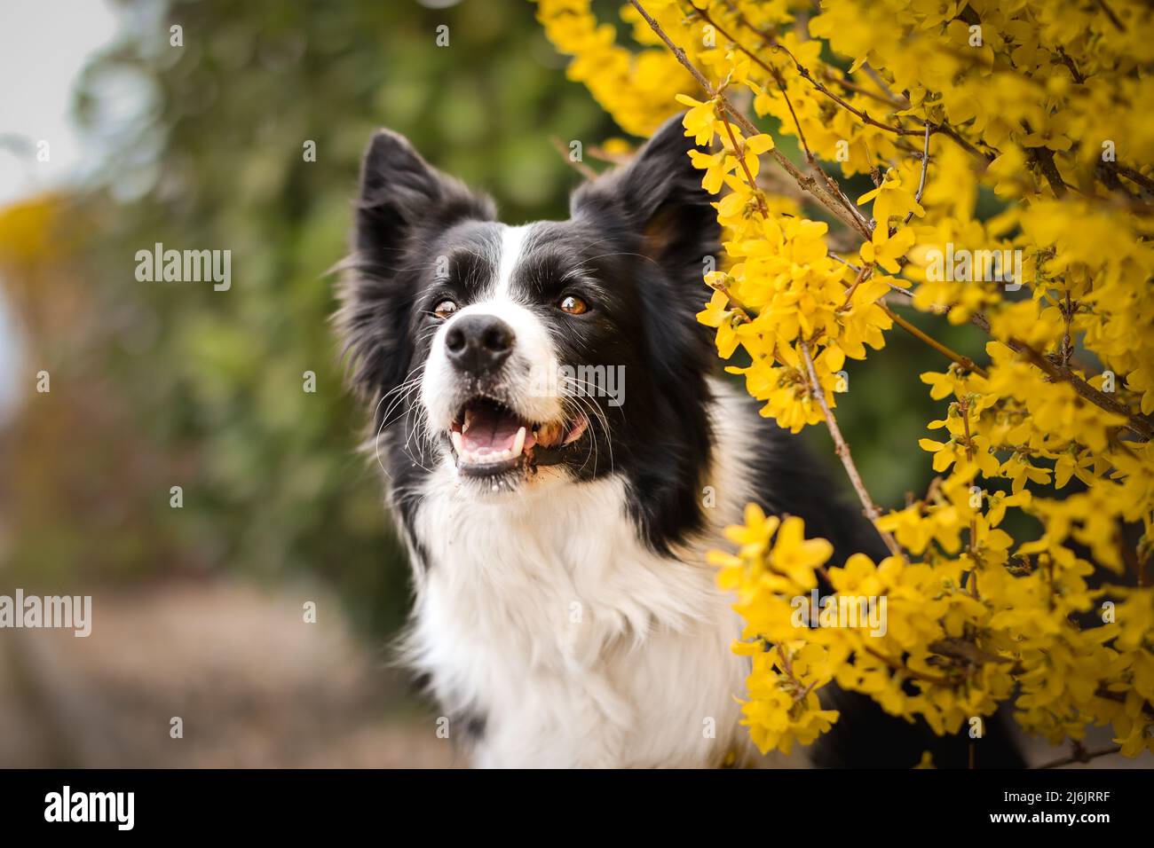 Cute Portrait of Border Collie Smiling in front of Yellow Flowering ...