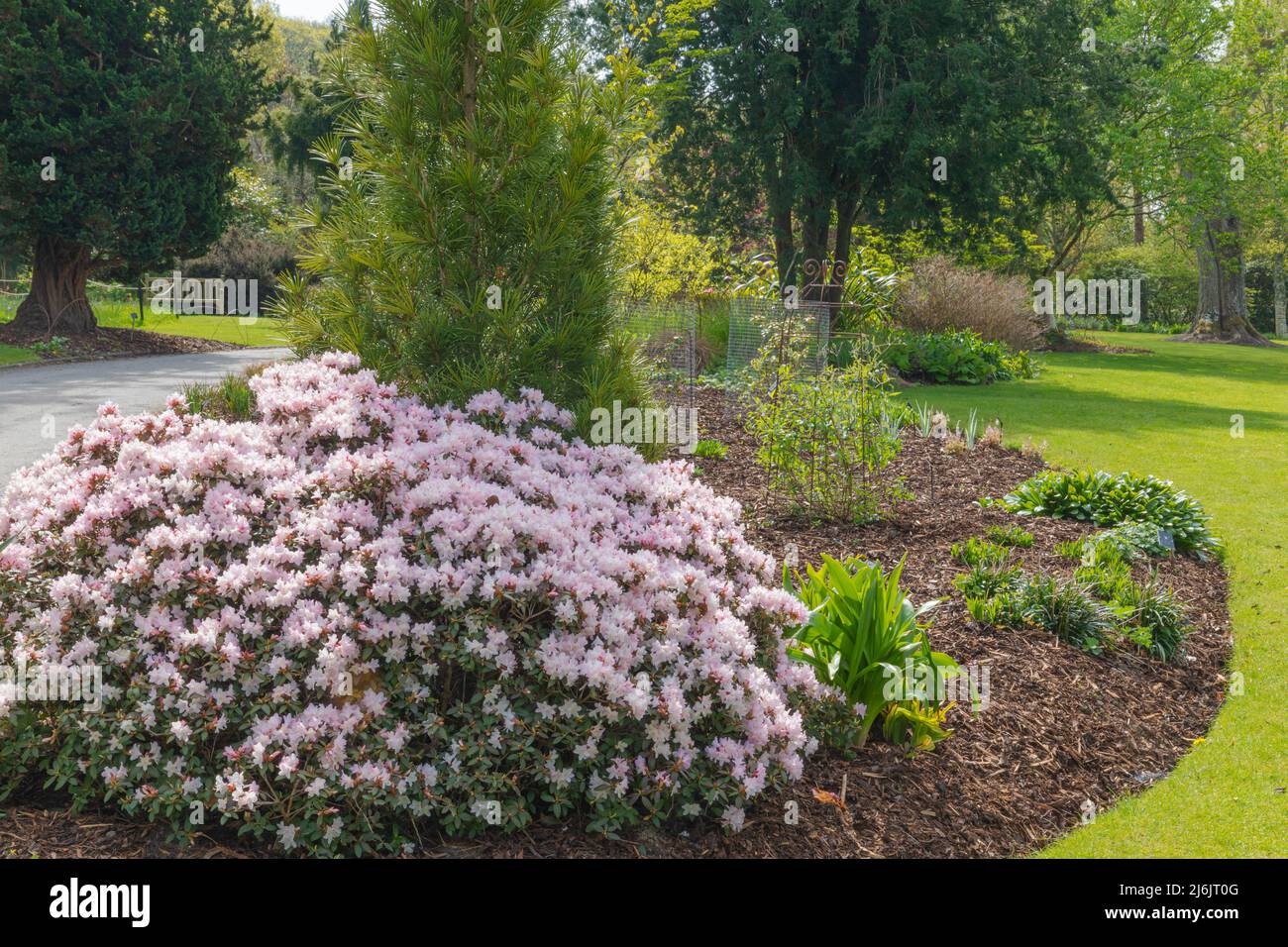 The free flowering rhododendron ginny gee, a spreading dwarf evergreen shrub Stock Photo