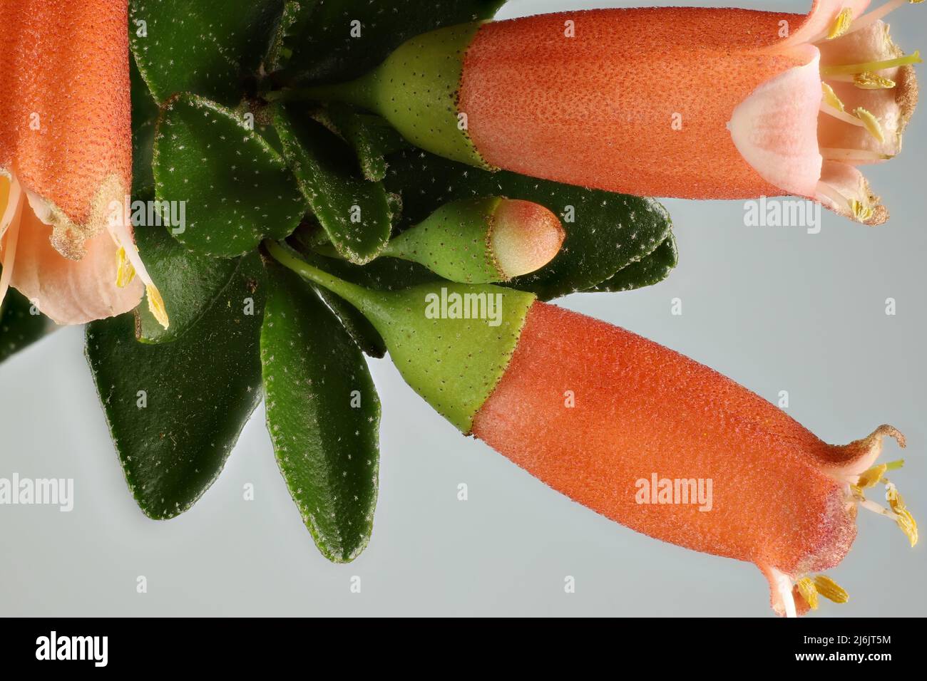 Isolated Correa pulchella 'Orange Glow' flower and buds Stock Photo