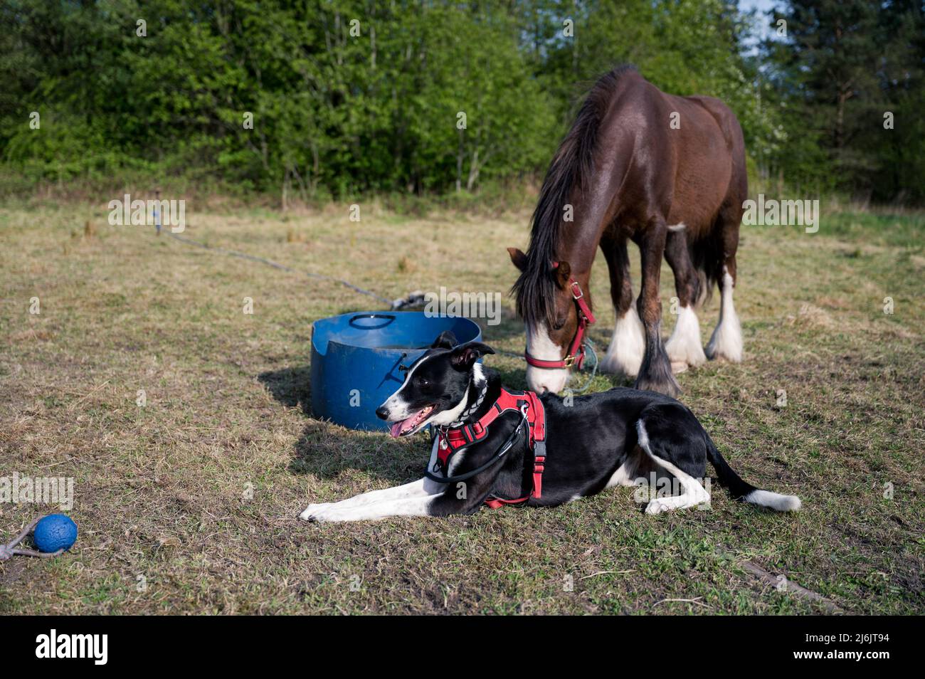 Black and White Collie Sheep Dog Working on a Farm in South Wales Stock