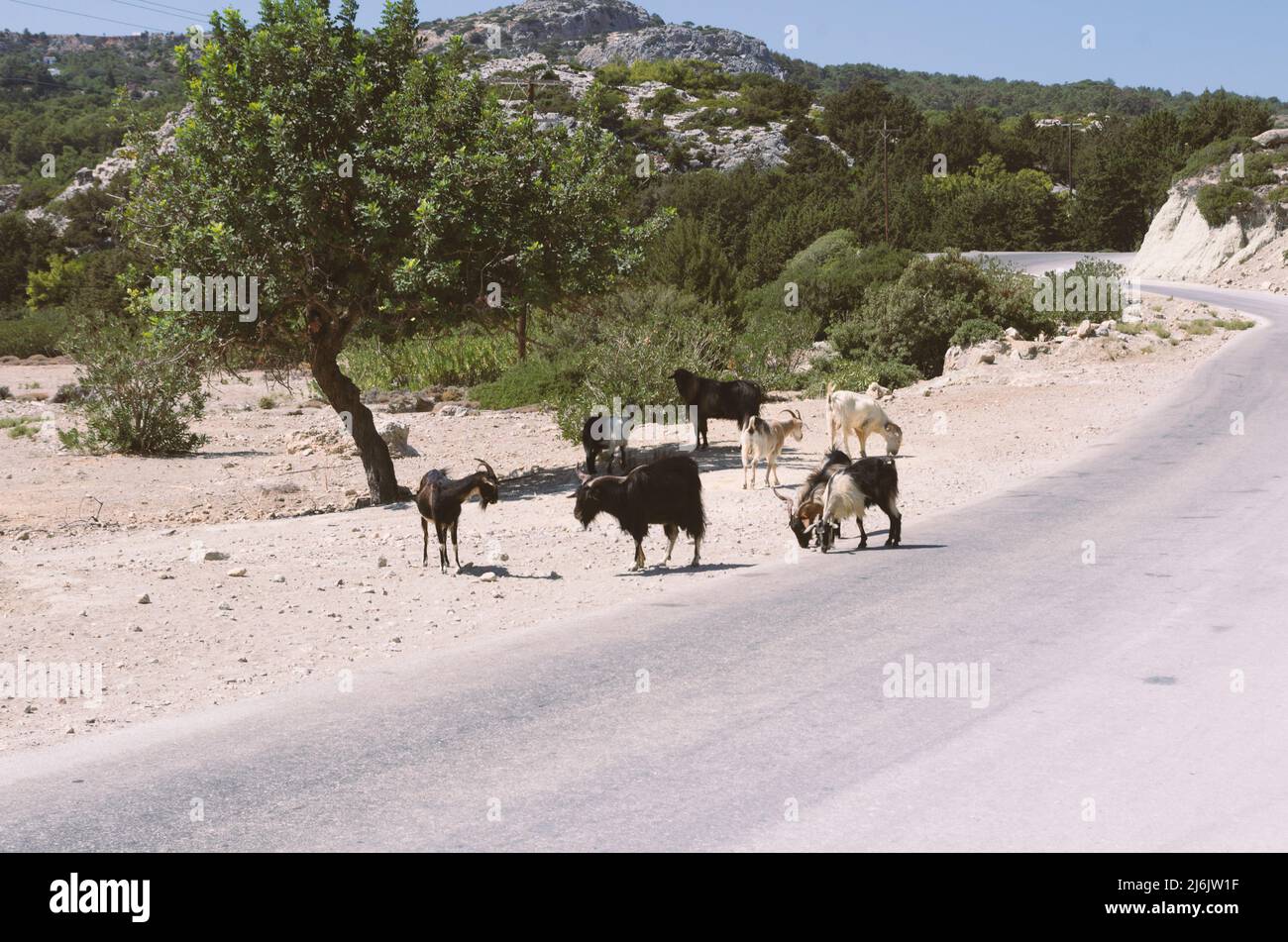Small herd of goats near the highway in a mountainous area (Rhodes, Greece) Stock Photo