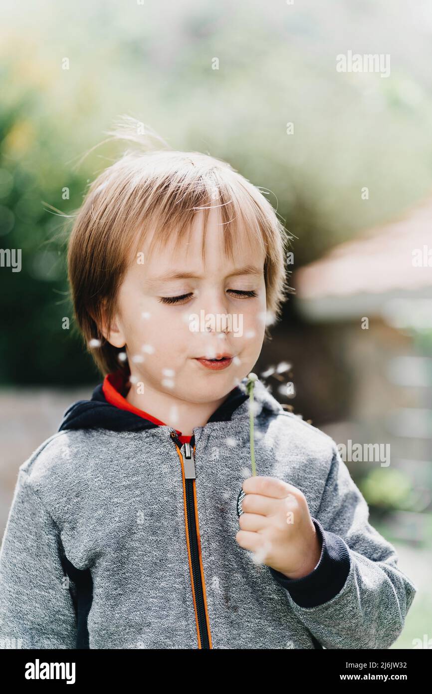 Little boy blows in dandelion on sunlight Stock Photo