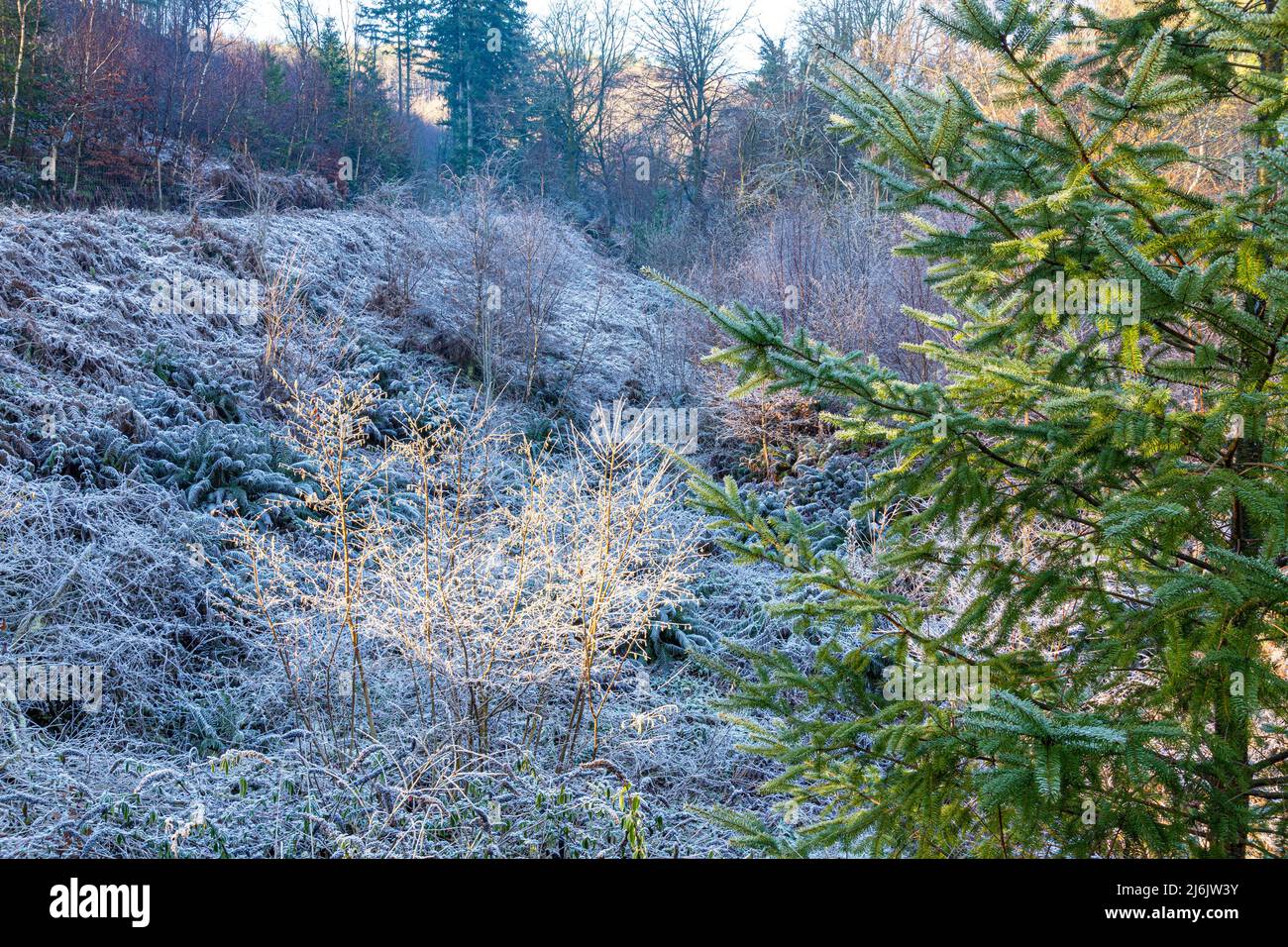 Winter in the Forest of Dean - Morning frost in the valley of Bixslade, near Cannop, Gloucestershire, England UK Stock Photo