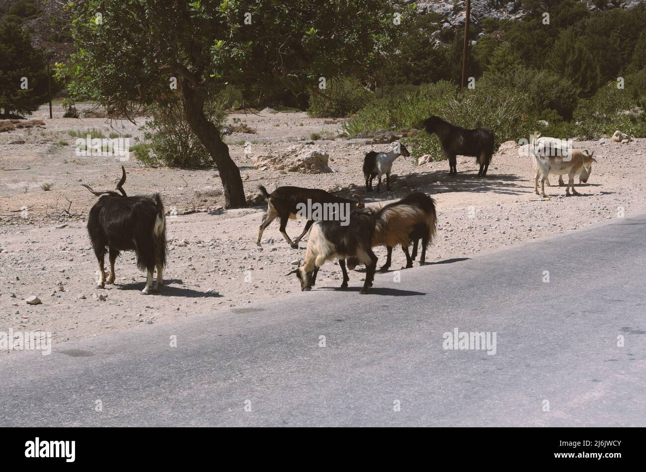 Domestic goats on the side of an asphalt road on a sunny day (Rhodes, Greece) Stock Photo