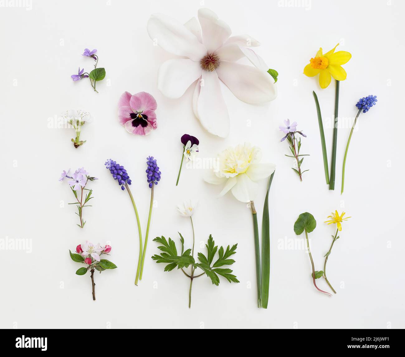 Spring botanical pattern. Floral composition. Magnolia, cherry and apple tree blossoms. Muscari, daffodil, anemone and pansy flowers. Viola, orsay Stock Photo