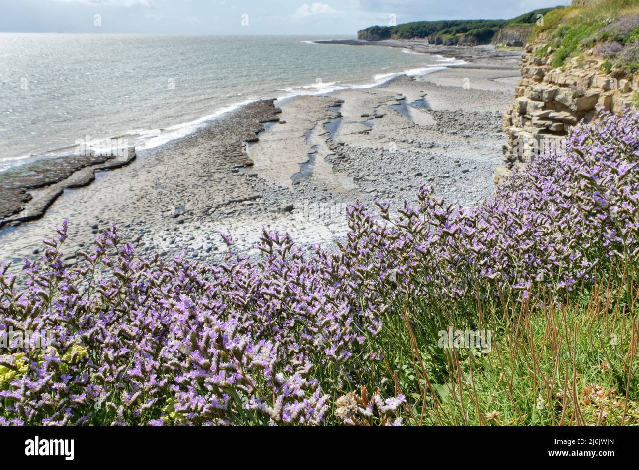 Tall Sea lavender / Rock sea lavender (Limonium procerum procerum / Limonium binervosum agg.) flowering on limestone cliff edge above a wave cut platf Stock Photo