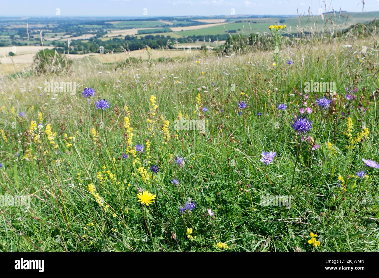 Mix of wild flowers blooming on chalk grassland hilltop, Morgan's Hill reserve, Marlborough Downs, near Calne, Wiltshire, UK, July. Stock Photo