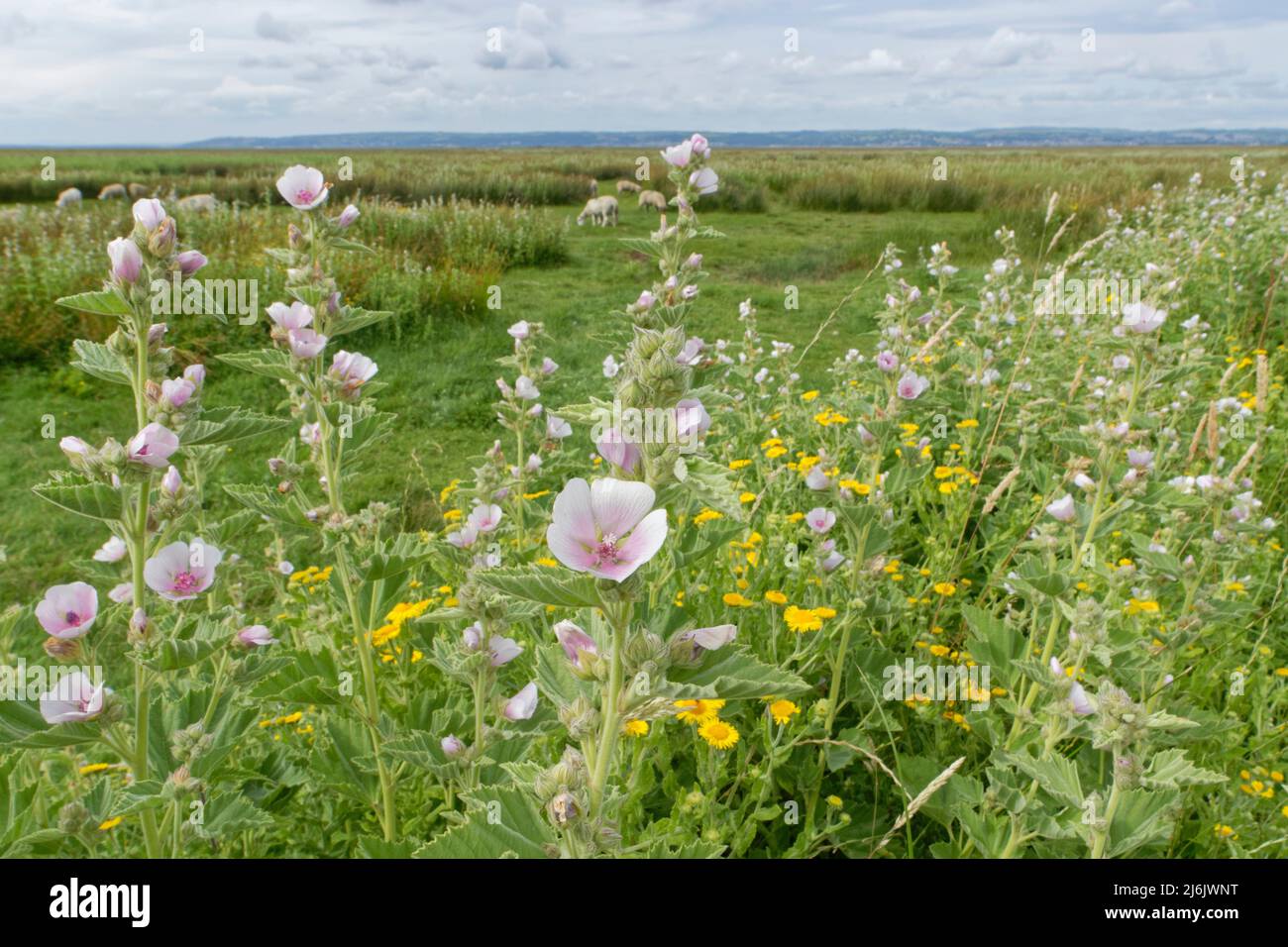 Marsh mallow (Althaea officinalis) clump flowering at the margins of a saltmarsh with Sheep grazing in the background, Llanrhidian, The Gower, Wales. Stock Photo