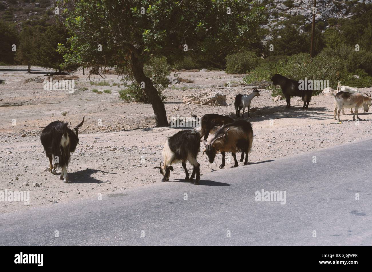 Shaggy goats on the side of an asphalt road in a grassless area (Rhodes, Greece) Stock Photo