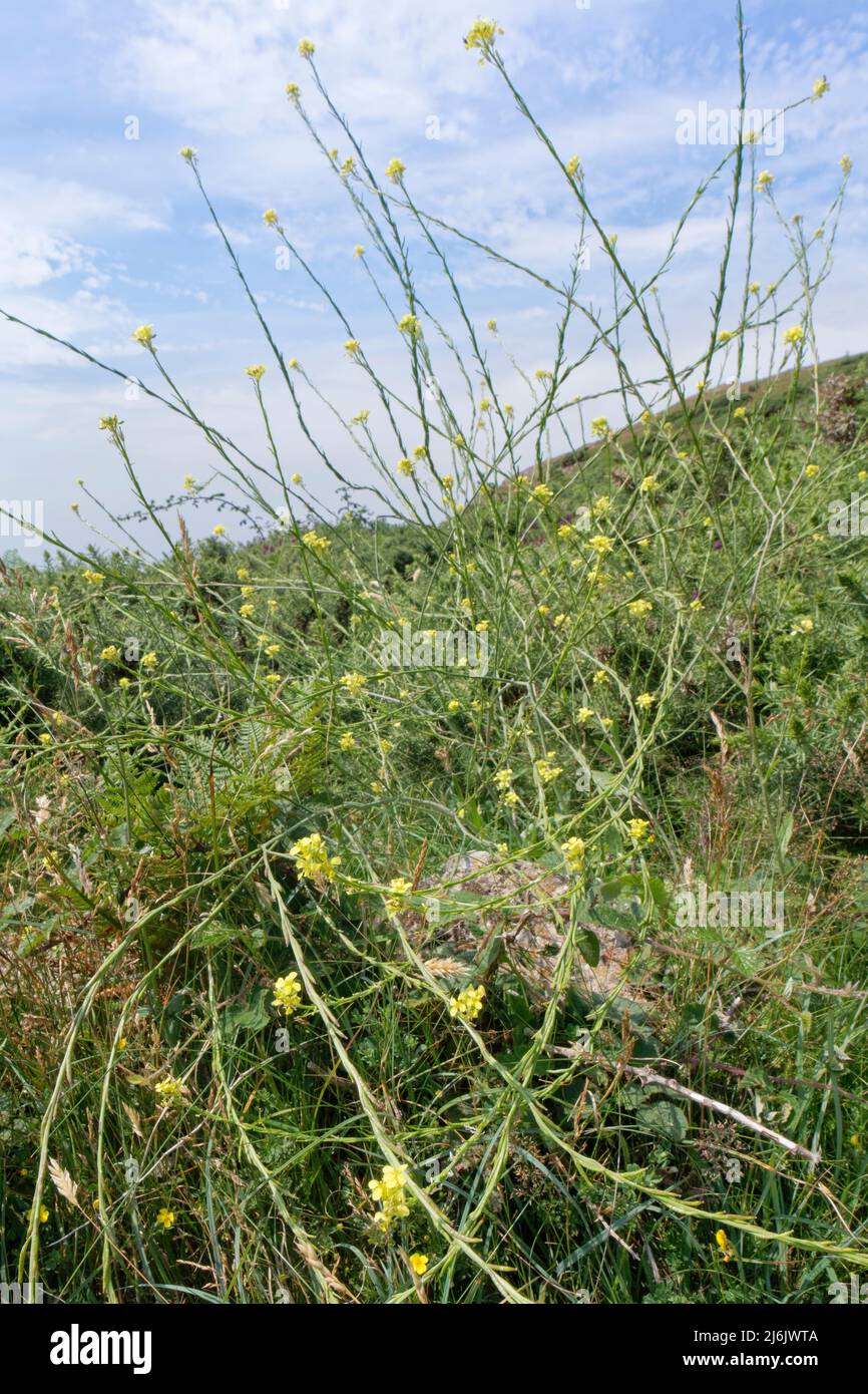 Hoary mustard (Hirschfeldia incana) clump flowering on a coastal headland, Rhossili, The Gower, Wales, UK, July. Stock Photo