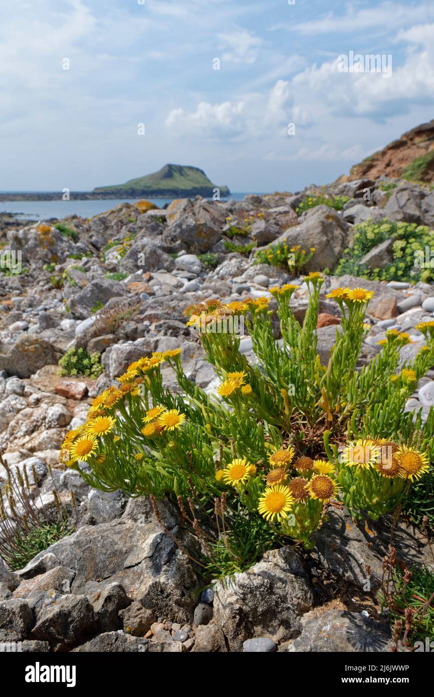 Golden samphire (Inula crithmoides) flowering among coastal rocks above the tide line with the Worm’s Head peninsula in the background, Rhossili Wales Stock Photo