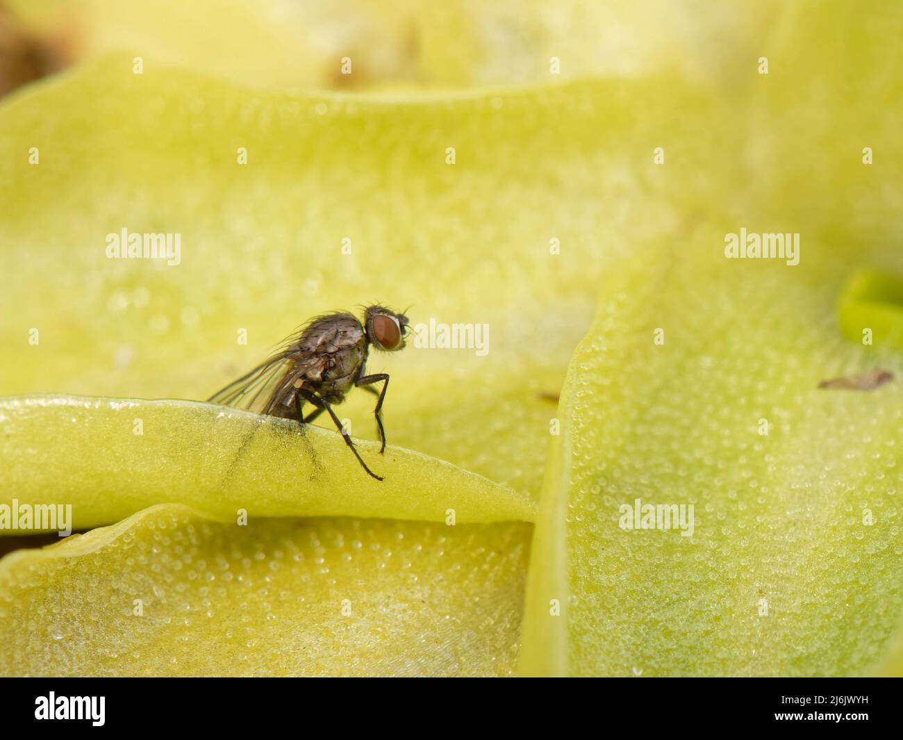 Common butterwort (Pinguicula vulgaris) leaf with a small fly trapped by the sticky droplets this carnivorous plant exudes from glandular hairs, Wales Stock Photo