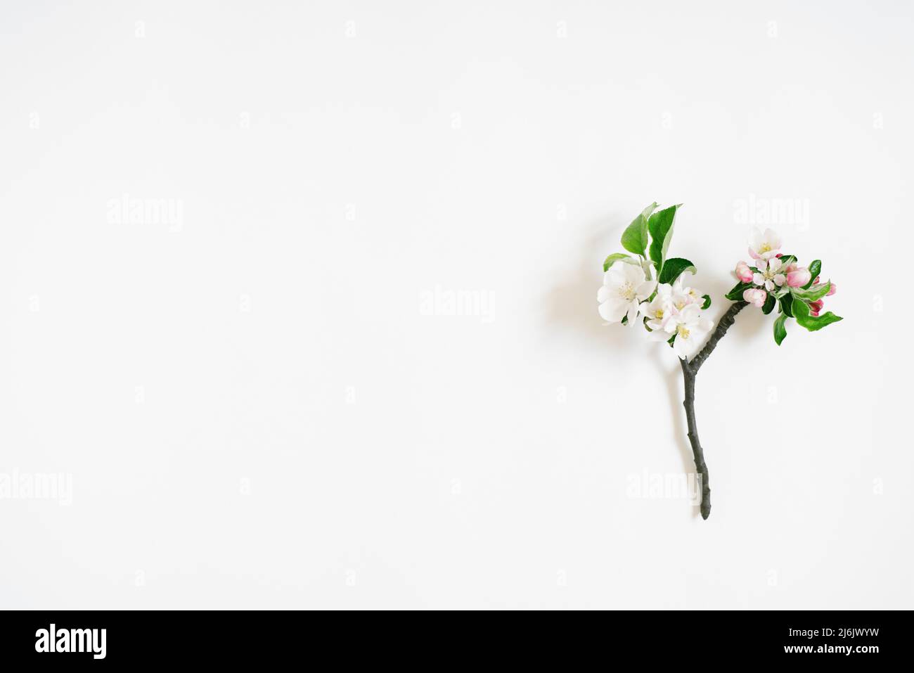 Small sprig of apple tree with white flowers on a white background with copy space. Creative greeting card. Flat lay, top view Stock Photo