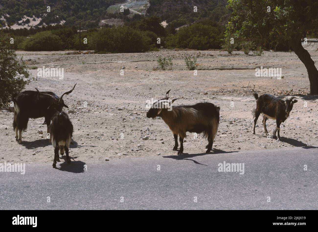 Four goats on the side of an asphalt road (Rhodes, Greece) Stock Photo