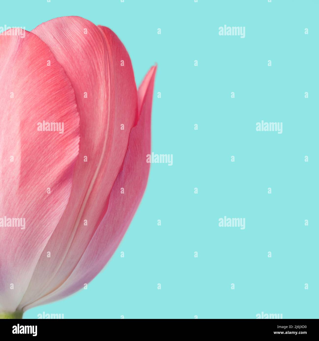 Pastel pink tulip flower against light blue background. Blossom, springtime minimal concept. Stock Photo