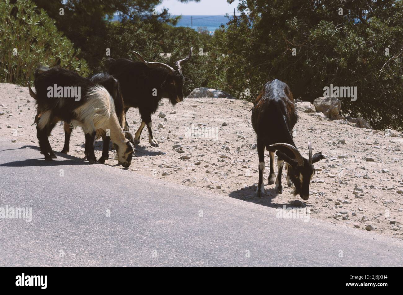 Four goats graze near the road in sunny day in the background of trees (Rhodes, Greece) Stock Photo