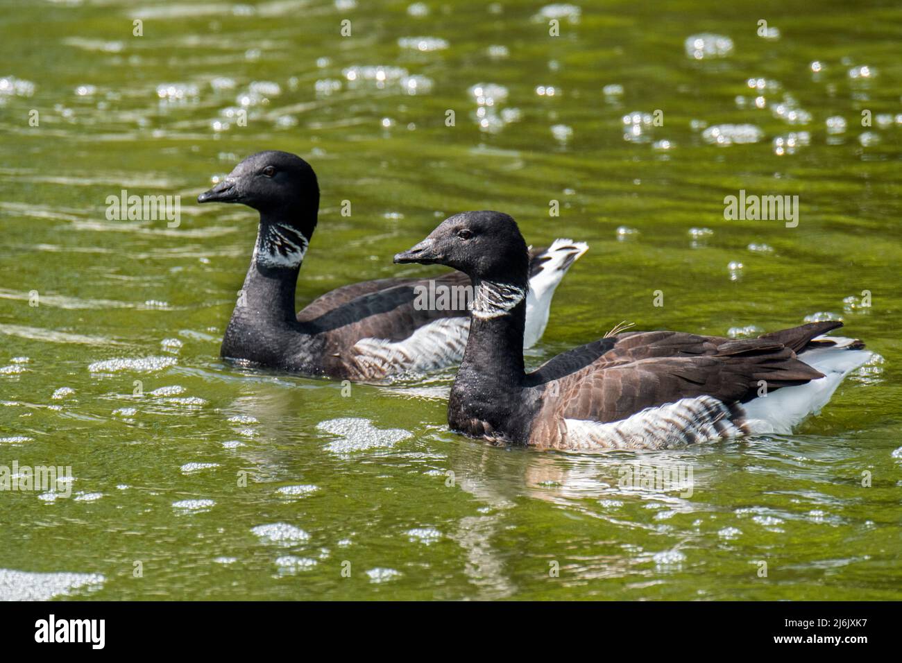 Black brant goose pair / Pacific brant (Branta bernicla nigricans), geese native to the Arctic tundra swimming in pond Stock Photo