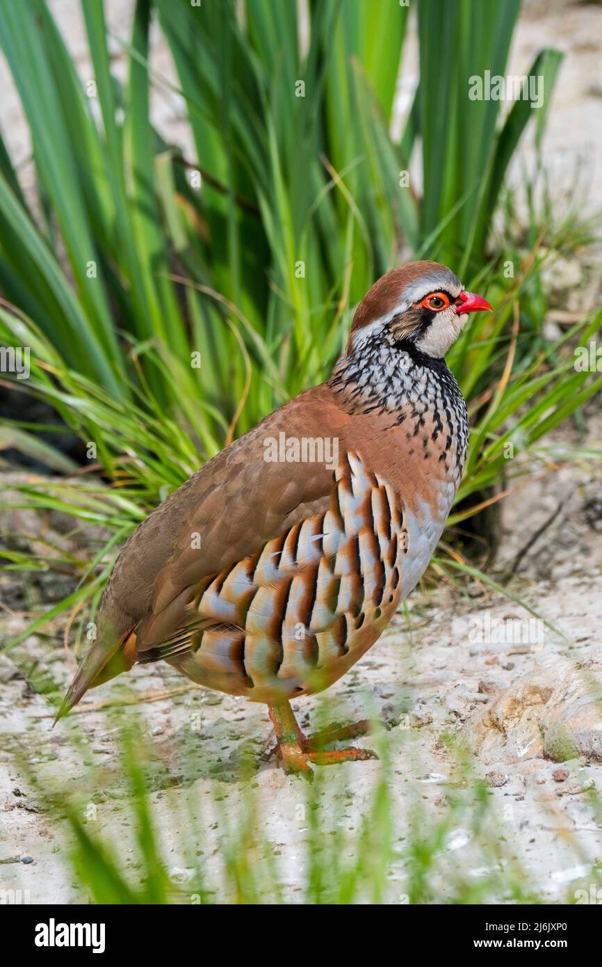 Red-legged partridge / French partridge (Alectoris rufa) gamebird / game bird native to France, Spain and Portugal Stock Photo