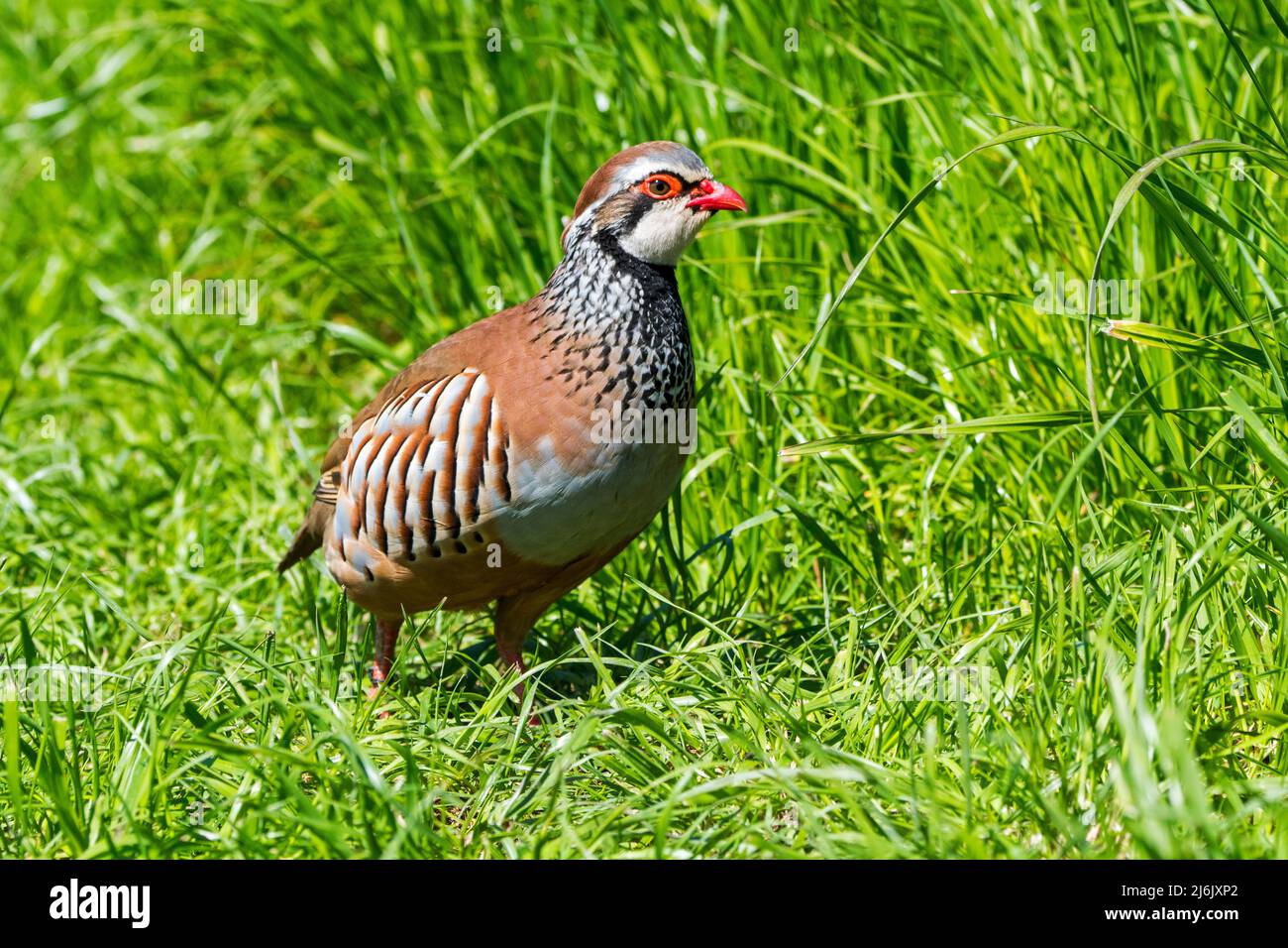 Red-legged partridge / French partridge (Alectoris rufa) foraging in meadow / grassland Stock Photo