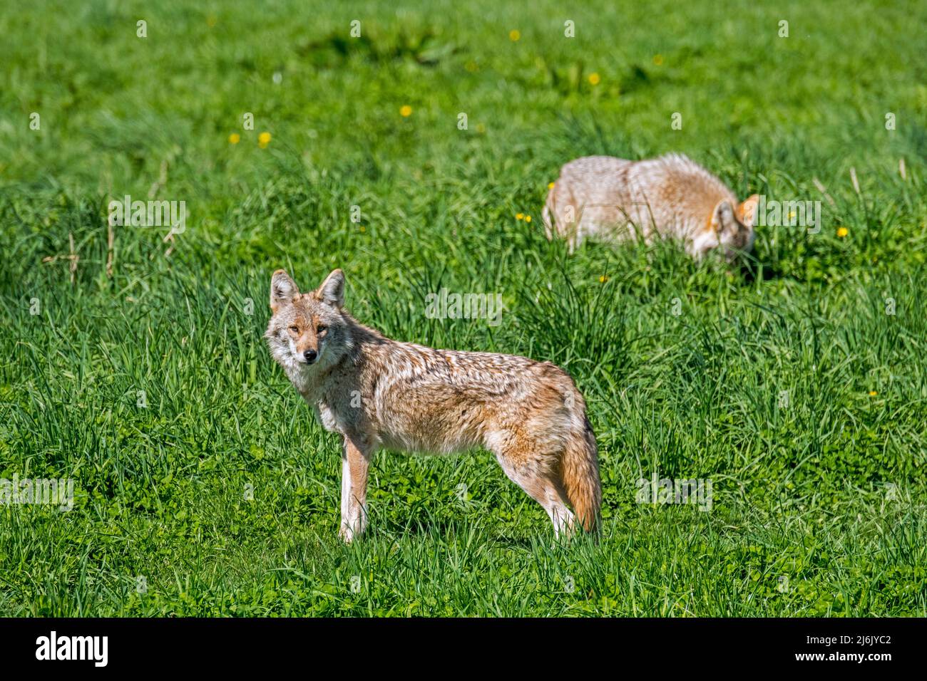 Two coyotes (Canis latrans) hunting in grassland, canine native to North America Stock Photo