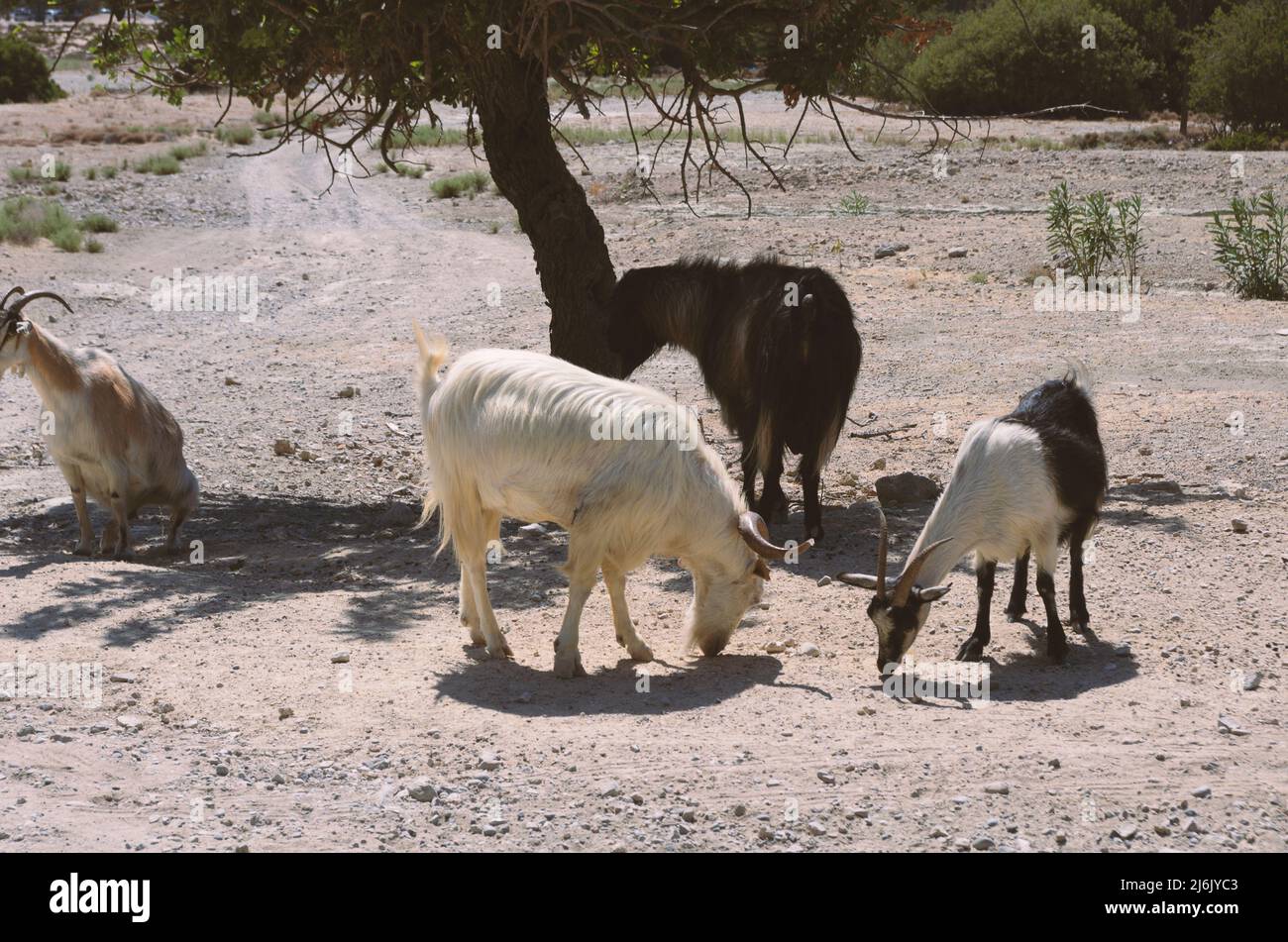 Three goats are hiding in the shade of a tree and one goat is pissing in a rocky area (Rhodes, Greece) Stock Photo