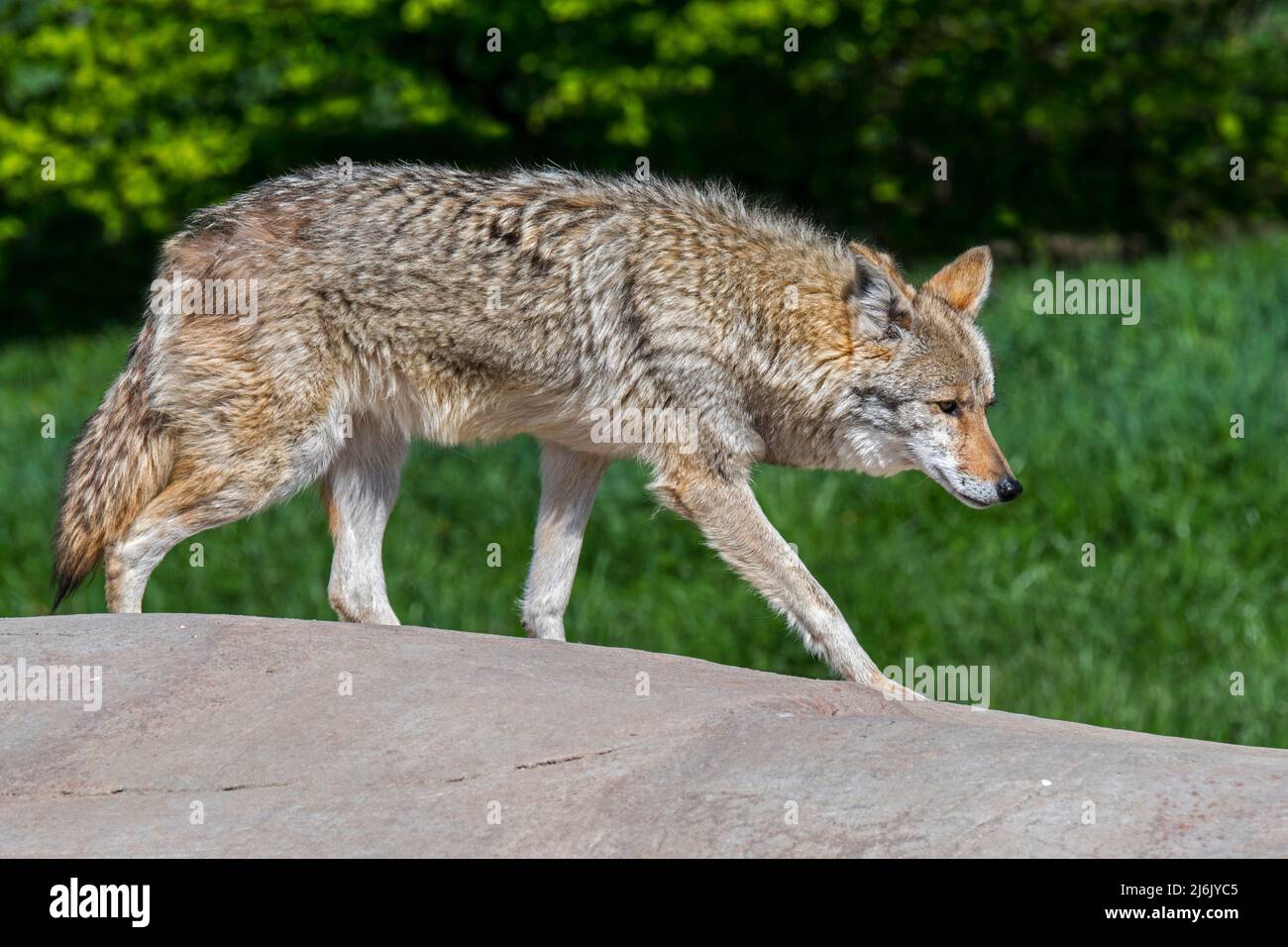 Coyote (Canis latrans) walking over rock, canine native to North America Stock Photo