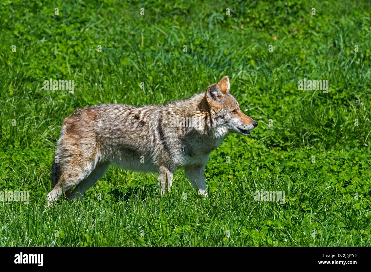 Coyote (Canis latrans) hunting in grassland, canine native to North America Stock Photo