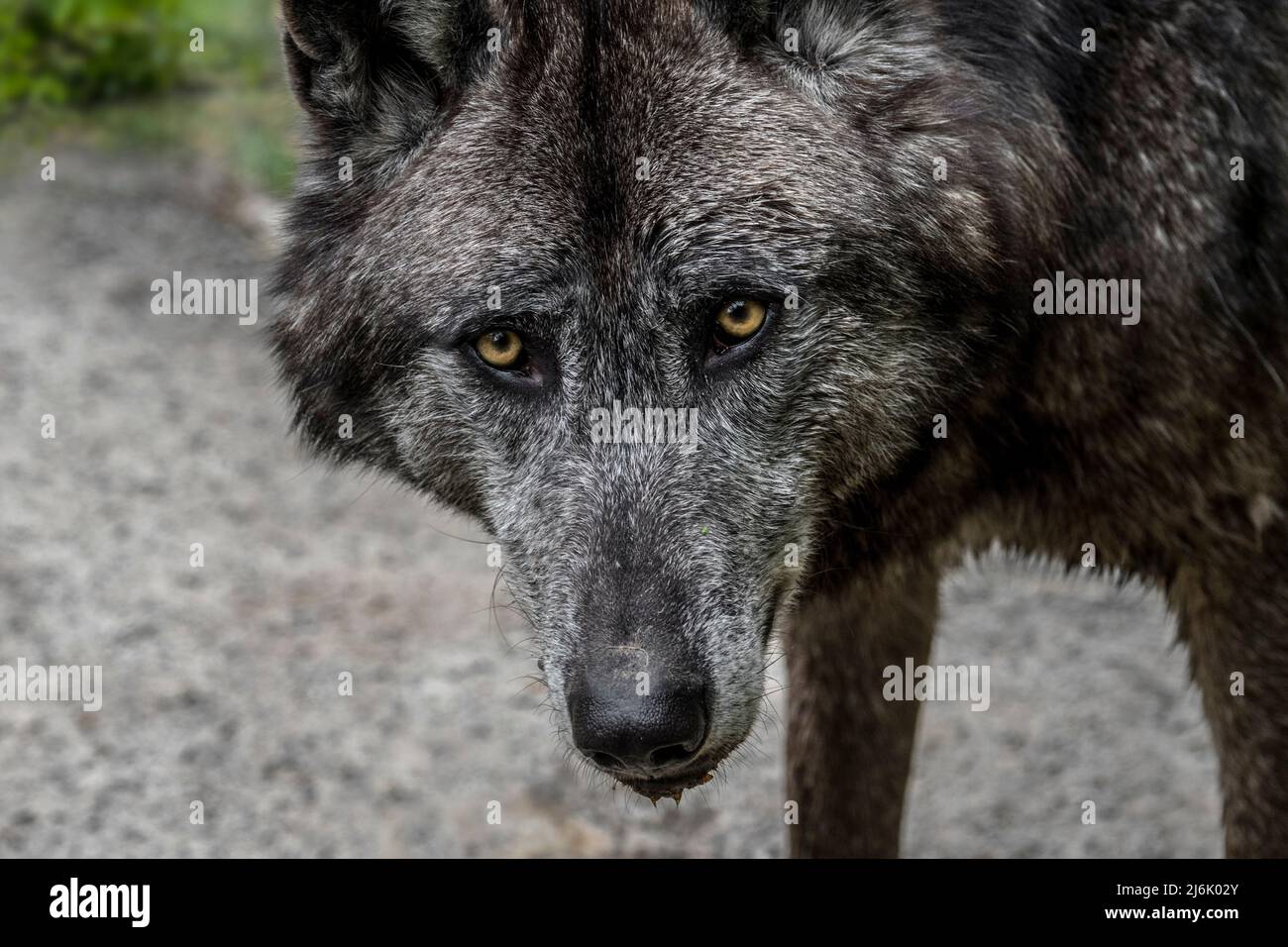 Black Northwestern wolf / Mackenzie Valley wolf / Alaskan timber wolf