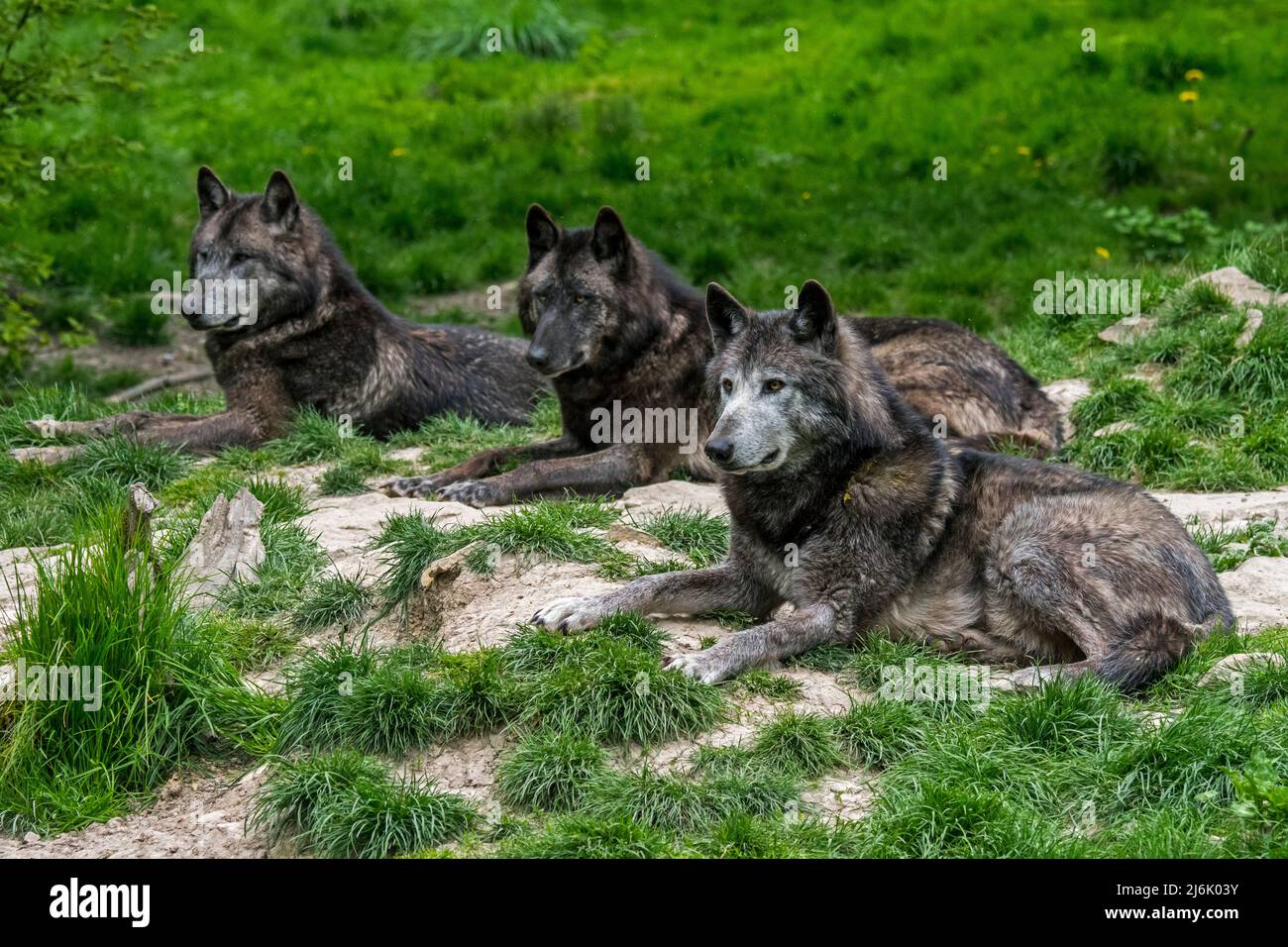 Three black Northwestern wolves / Mackenzie Valley wolf / Alaskan