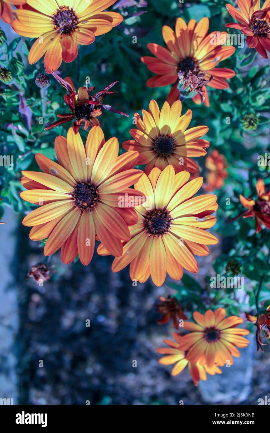 the pleasure of smelling the aroma of the flowers in my garden Stock