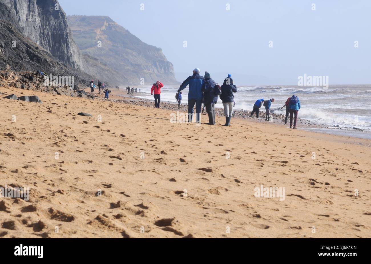 Fossil hunters scour Charmouth beach following winter storms Stock Photo
