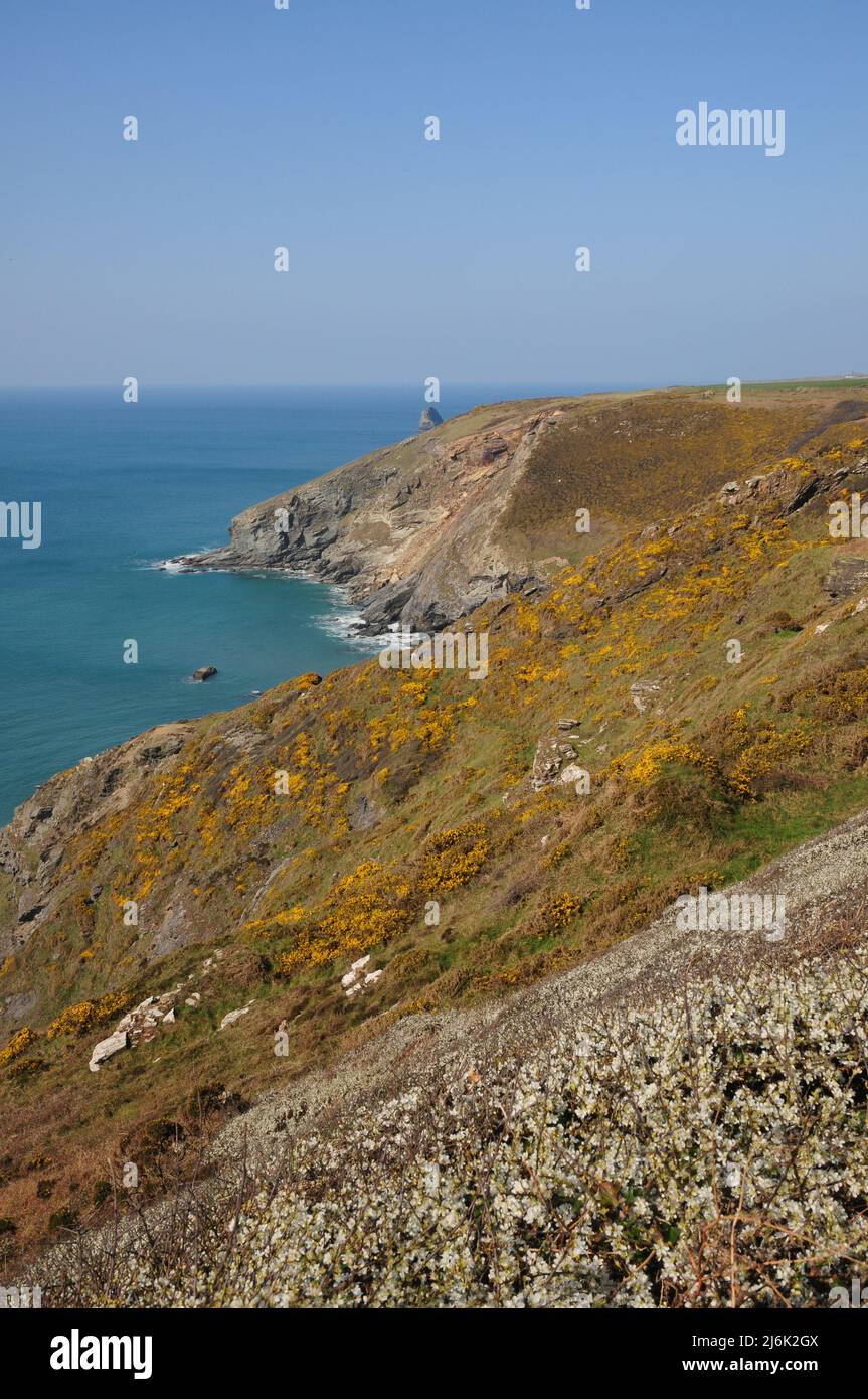 North Cornwall coastline in spring with gorse and blackthorn in blossom ...