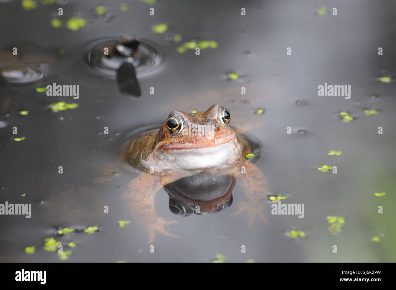 Common Frog Rana Temporaria In A Spawning Pond Stock Photo Alamy