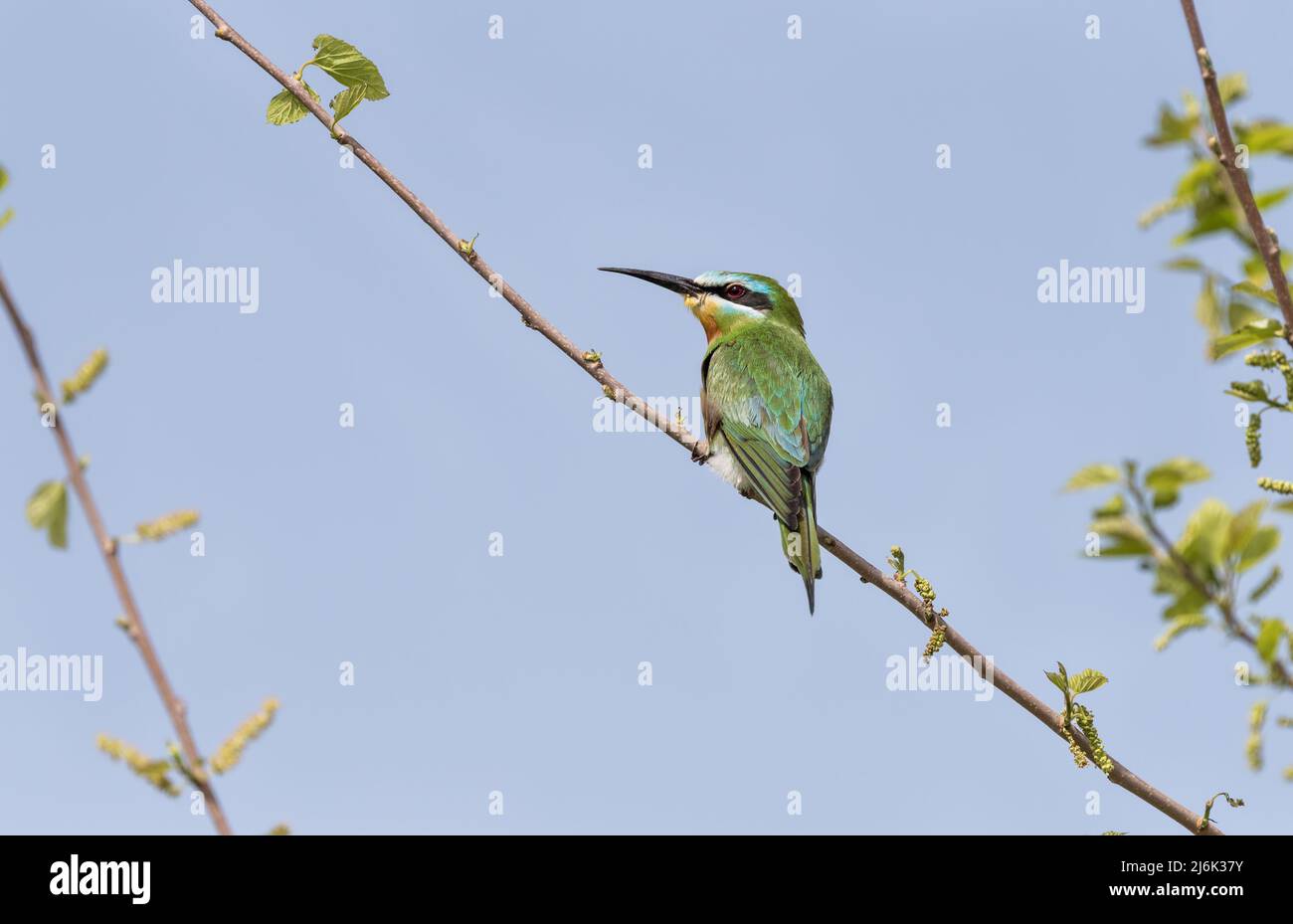 Perched Blue-cheeked Bee-eater (Merops persicus) at Patara, Turkey Stock Photo