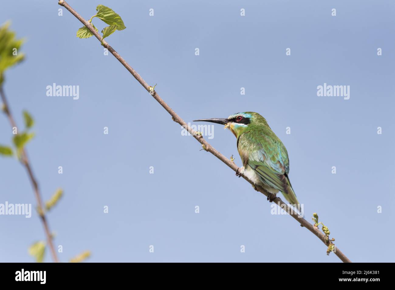 Perched Blue-cheeked Bee-eater (Merops persicus) at Patara, Turkey Stock Photo