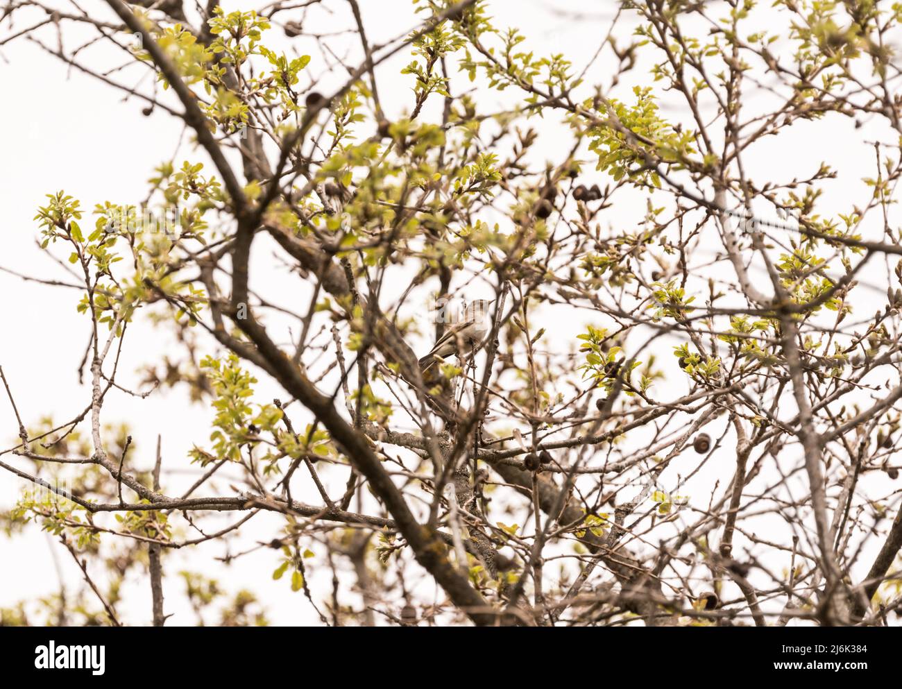Balkan's Warbler (Calidris ruficollis) in a tree Stock Photo