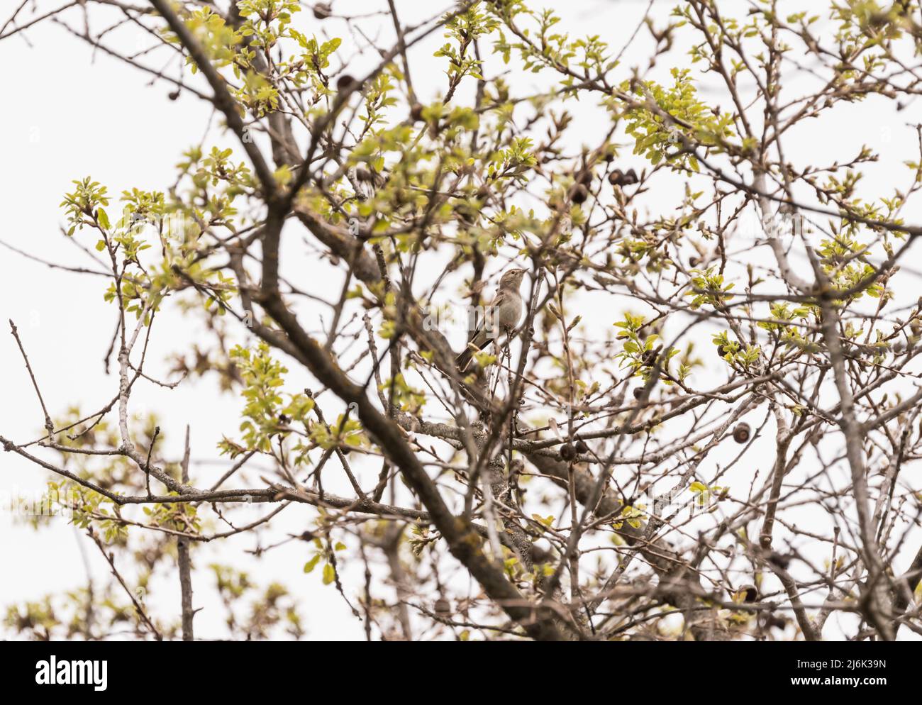 Balkan's Warbler (Calidris ruficollis) in a tree Stock Photo