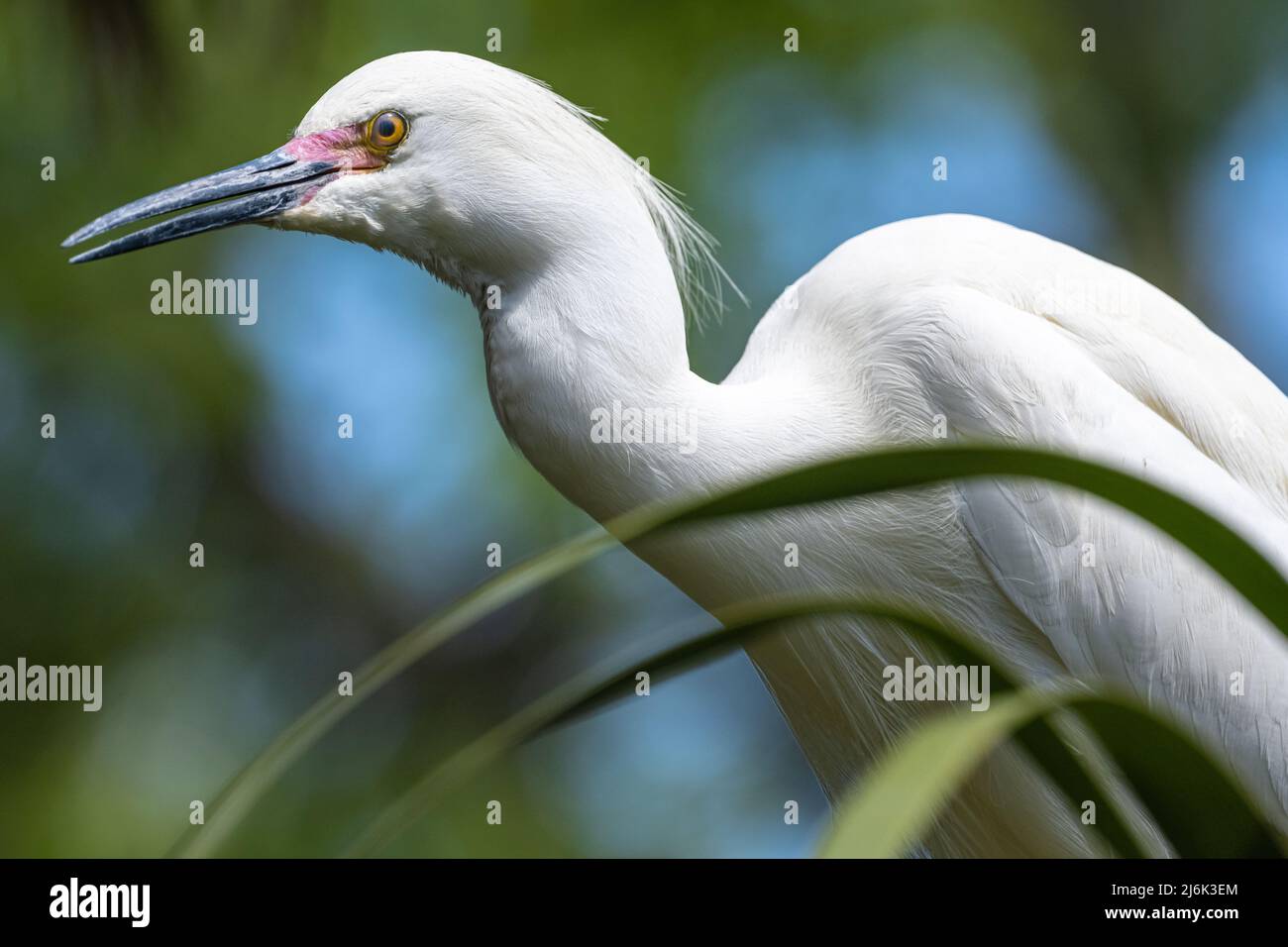 Snowy egret (Egretta thula) at St. Augustine Alligator Farm's wild wading bird rookery on Anastasia Island in St. Augustine, Florida. (USA) Stock Photo