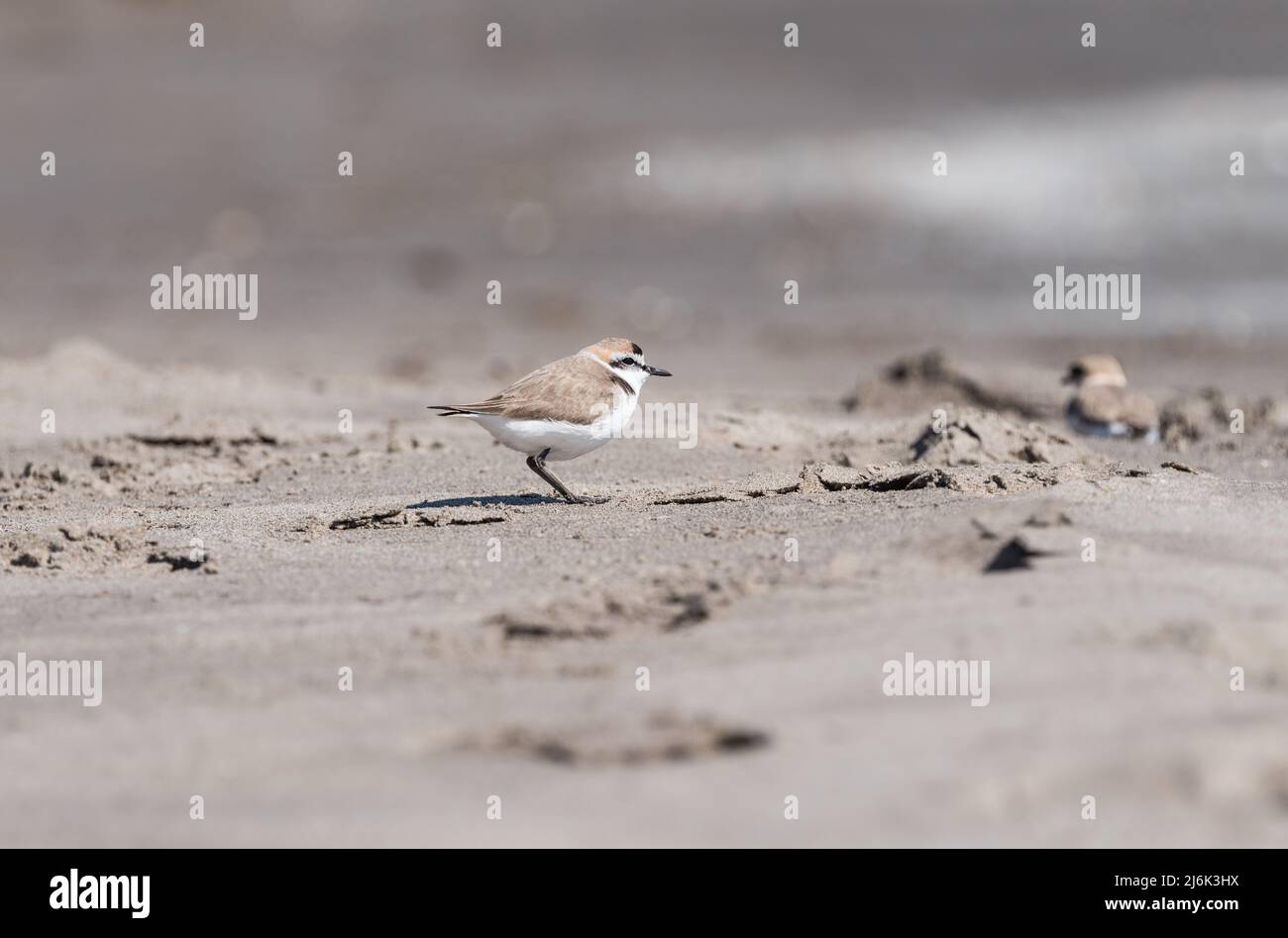 Kentish Plover (Charadrius alexandrinus Stock Photo Alamy