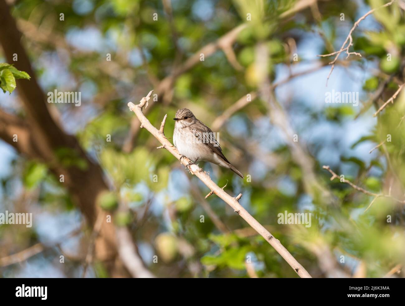 Resting male Pied Flycatcher (Ficedula hypoleuca) Stock Photo