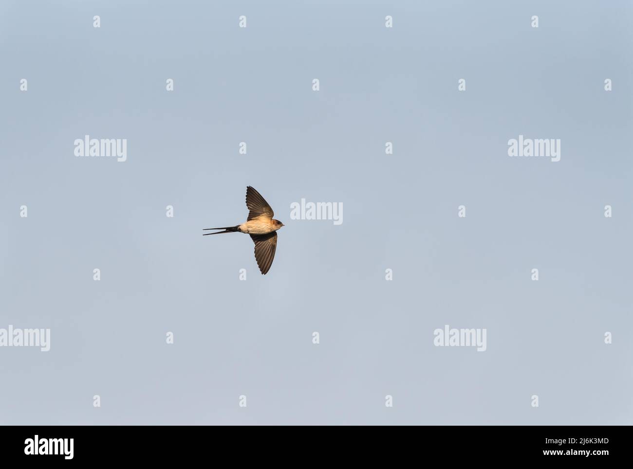 Flying Red-Rumped Swallow (Cecropis daurica) Stock Photo