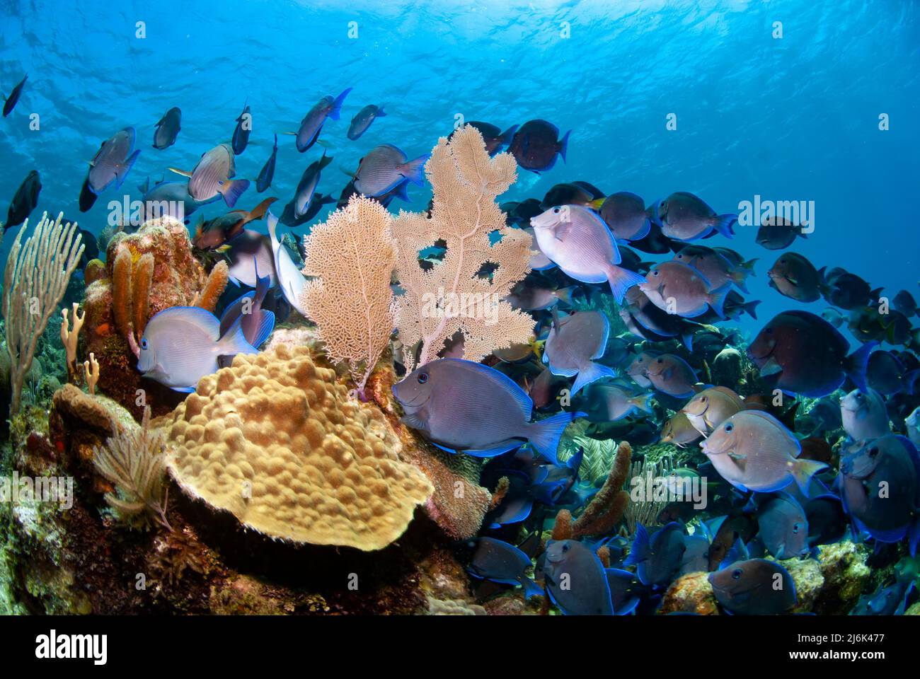 School of blue tang swimming over the reef Stock Photo