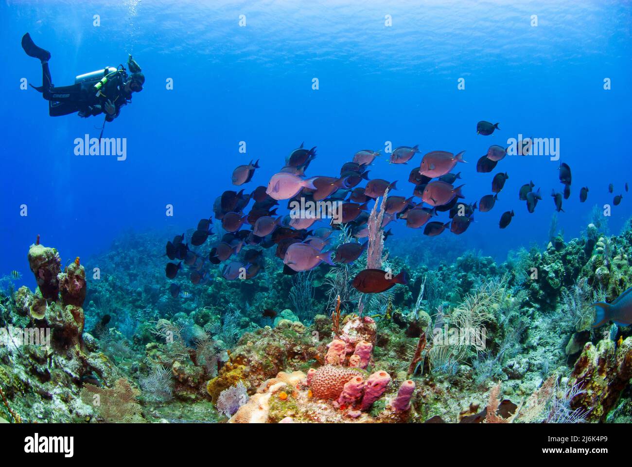 School of blue tang swimming with female scuba diver Stock Photo